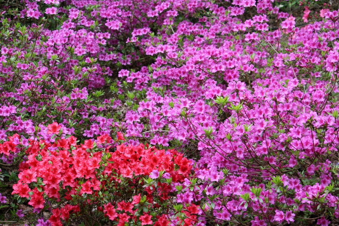 Fhach rhododendrons parc de Kerdudal